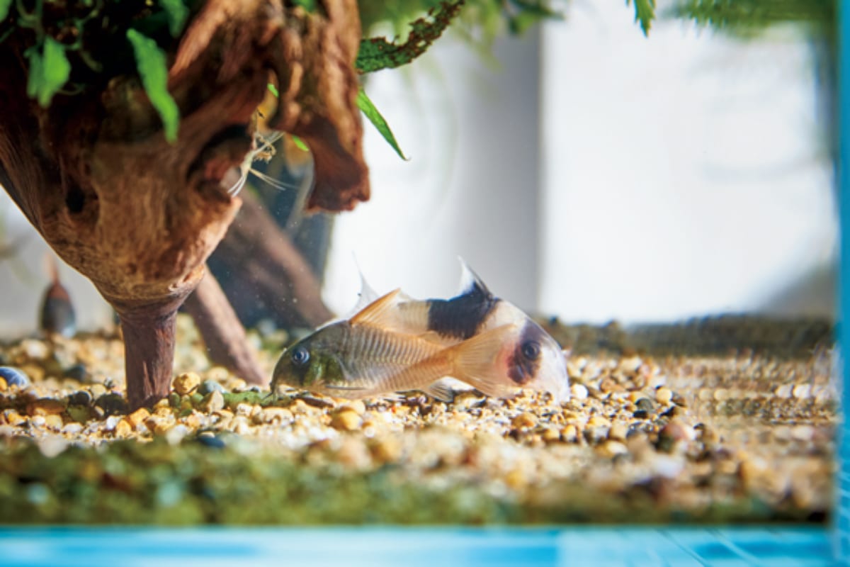 心潤すアクアリウムvol.1 小さな水槽にエビや魚…美しい風景は