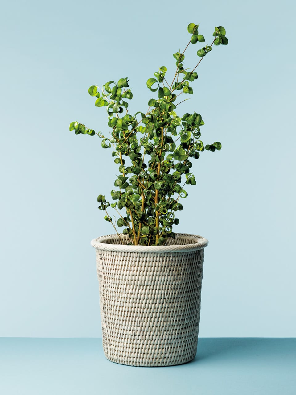 コンランショップ　植木鉢　観葉植物 GREENSTORE | The Conran Shop（ザ・コンランショップ）