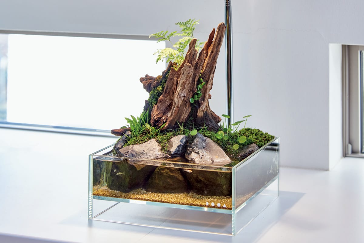 心潤すアクアリウムvol.2 植物が主役の水槽も。自然の力をお部屋に飾