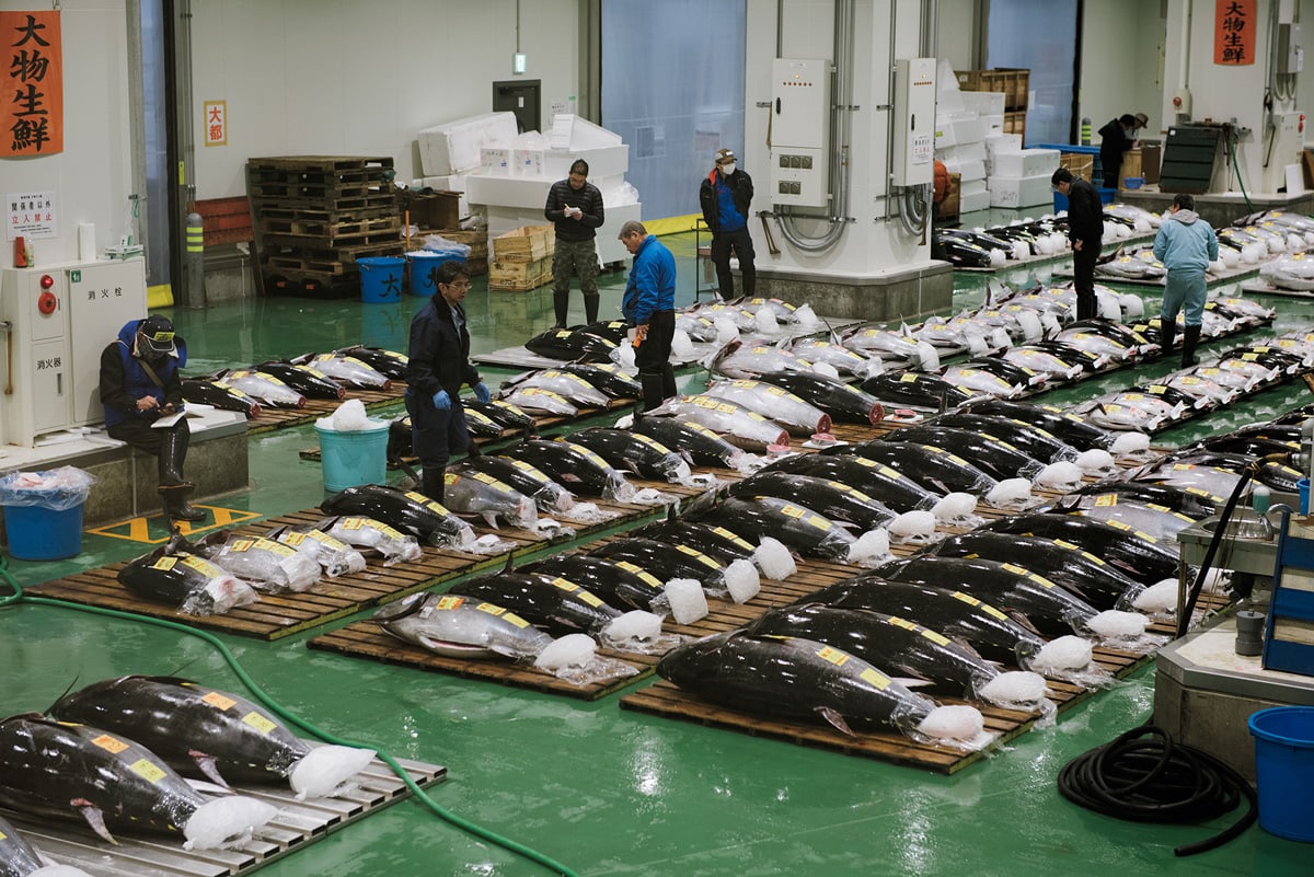 豊洲市場で見るべきは抽選制の「マグロのせり」見学【東京インフラツーリズム】 | 【GINZA】東京発信の最新ファッション＆カルチャー情報