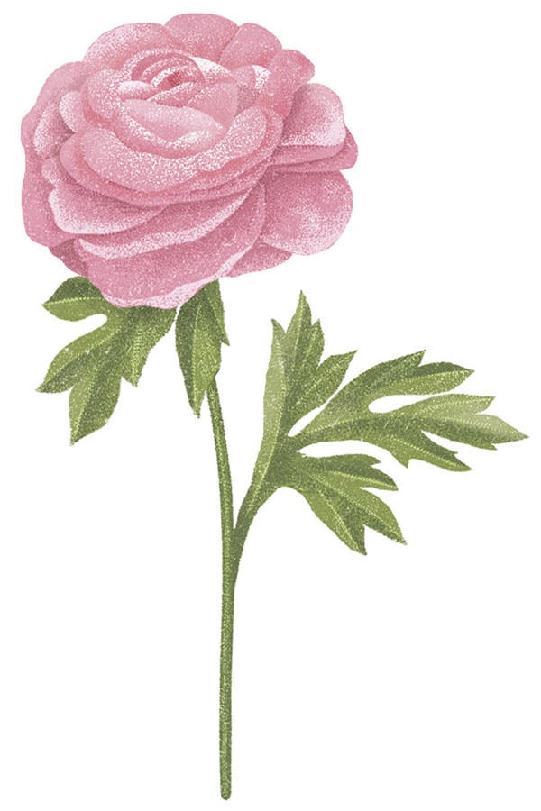 ラナンキュラス