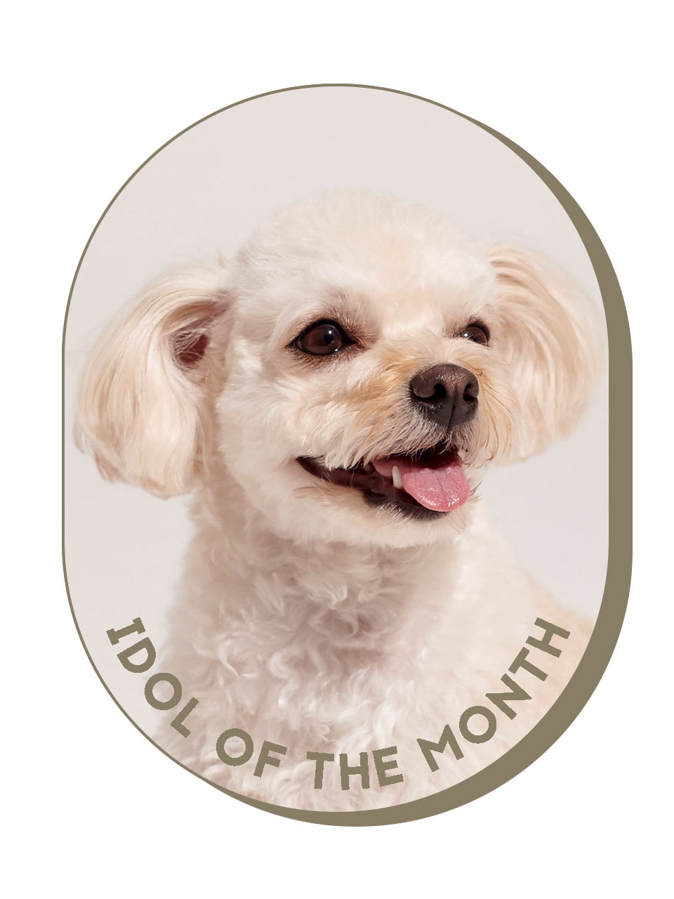 うにちゃんS 今月のGINZAアイドルに直撃！チワプーのうにちゃん | 【GINZA】東京