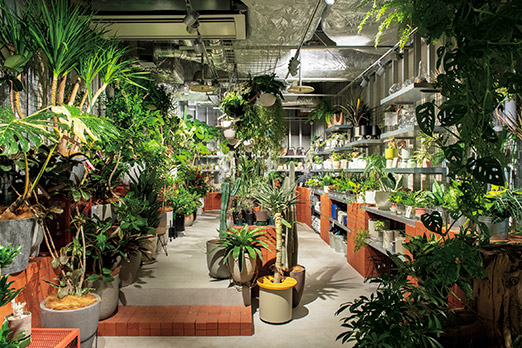 SOLSO FARM 植物 枯れ木 流木 オブジェ ユーフォルビア SOLSO FARM