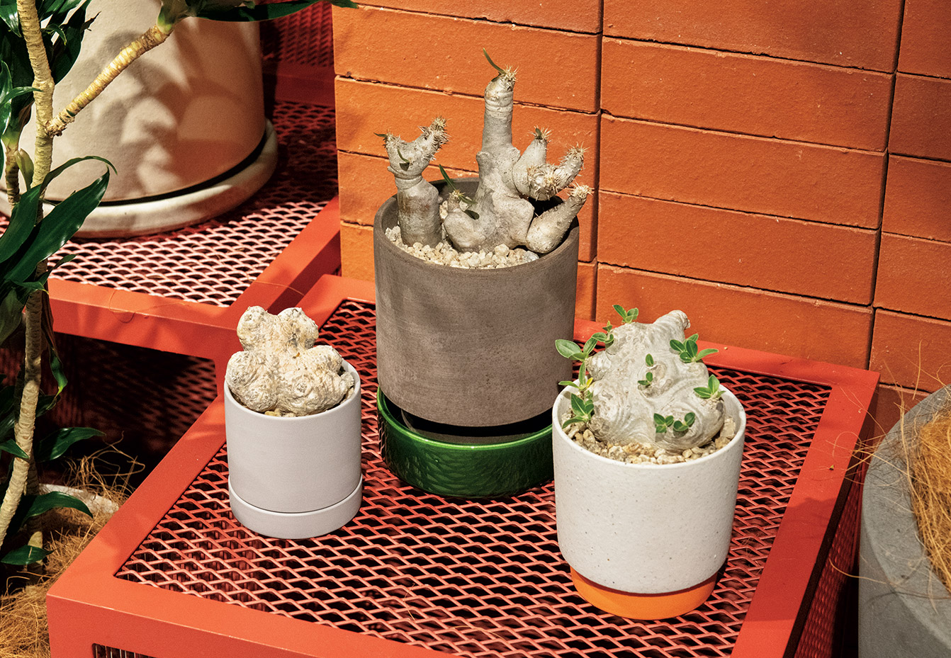 SOLSO FARM 植物 枯れ木 流木 オブジェ ユーフォルビア SOLSO FARM