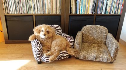 愛犬家のインテリアを拝見！