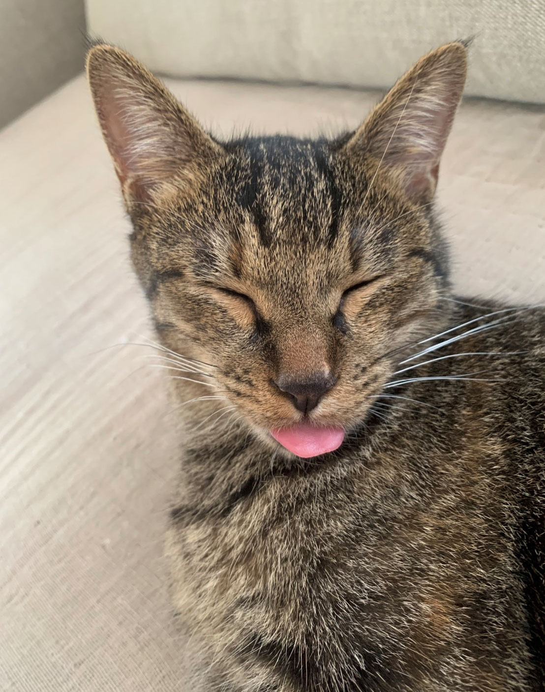 猫がいる暮らし。水川あさみとニコとコモ | 【GINZA】東京発信の