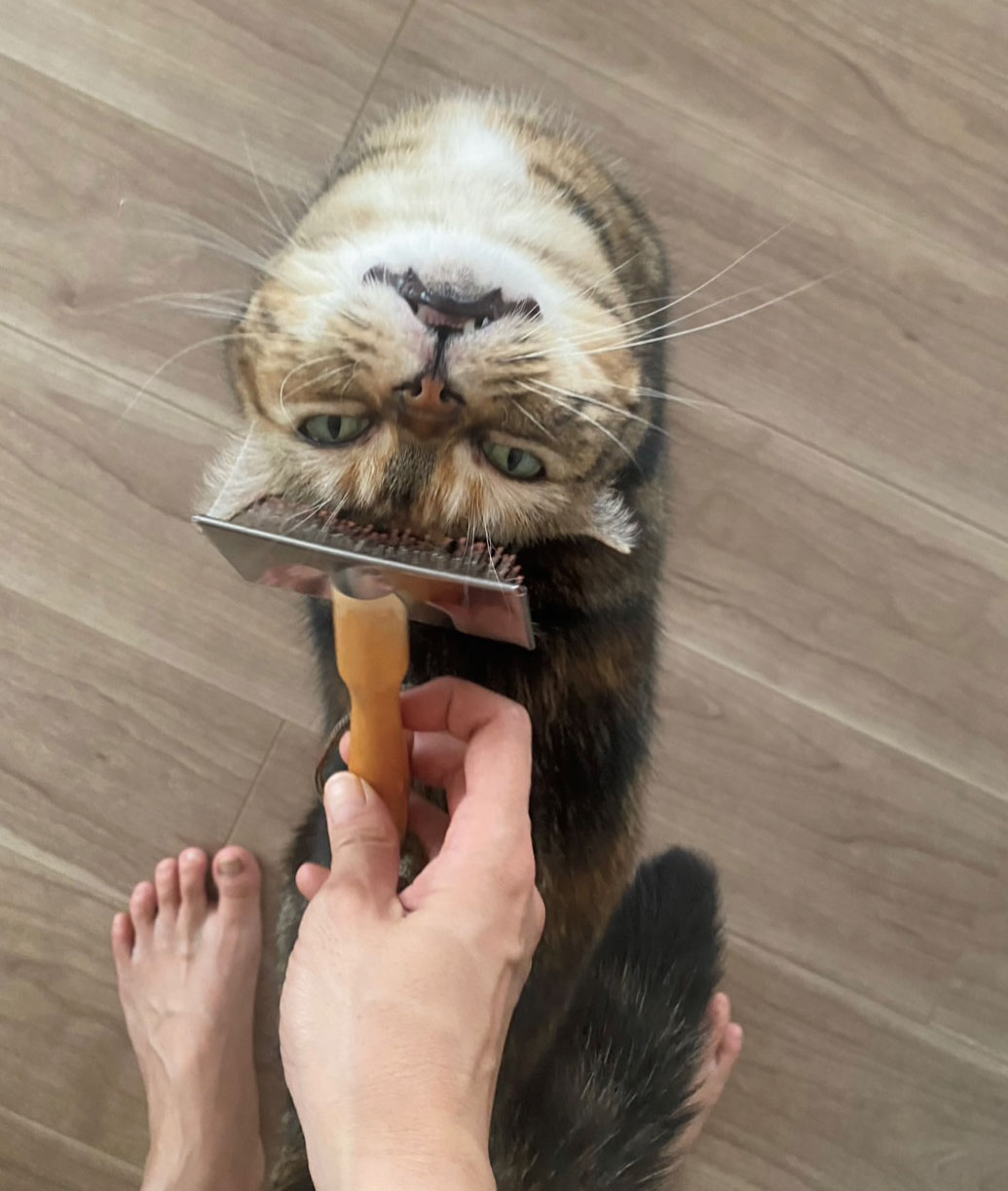 猫がいる暮らし。水川あさみとニコとコモ | 【GINZA】東京発信の